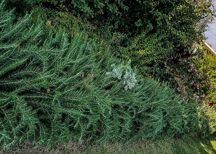 Country Milojevic 컨트리하우스